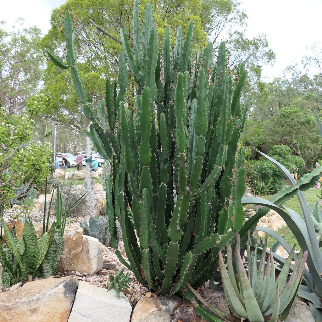 Euphorbia kamerunica